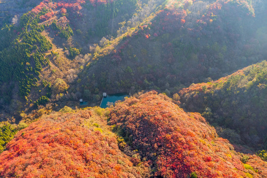 航拍济南红山翠谷景区的漫山红叶