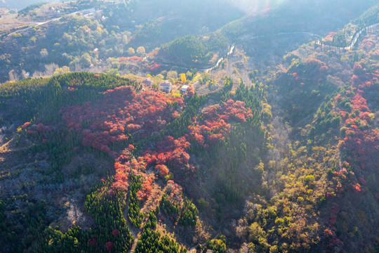 航拍济南红山翠谷景区的漫山红叶