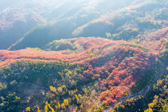 航拍济南红山翠谷景区的漫山红叶