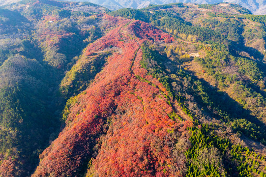 航拍济南红山翠谷景区的漫山红叶