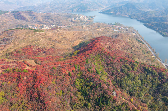 航拍济南章丘莲花山红叶