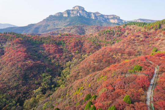 航拍济南章丘莲花山红叶