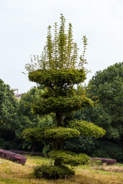 对节白蜡