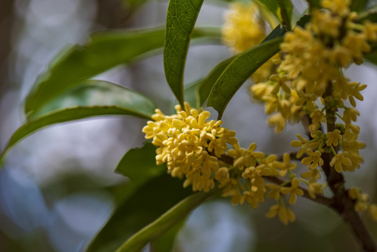 桂花