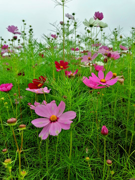 波斯菊