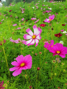 波斯菊花海