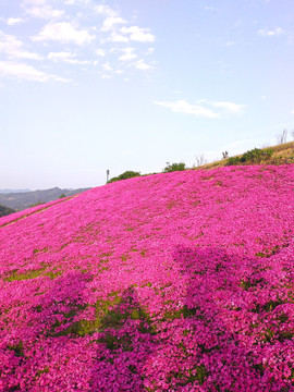 芝樱