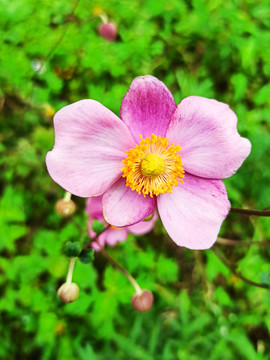 野棉花