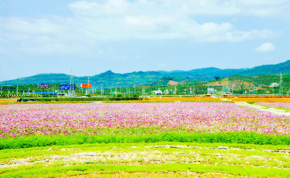 马鞭花海