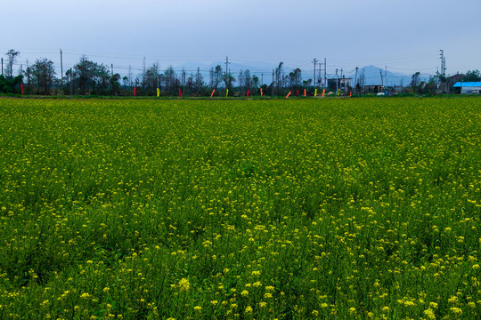 油菜花