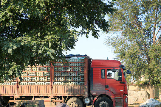 大车货车拉鸡笼子的货车