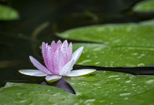 雨中莲花