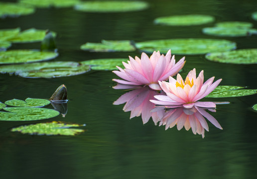 水中莲花