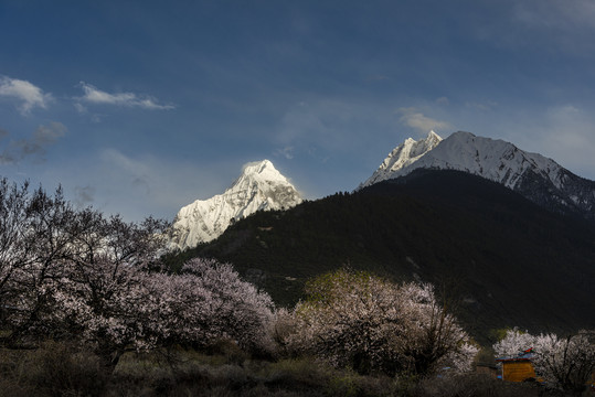 林芝桃花