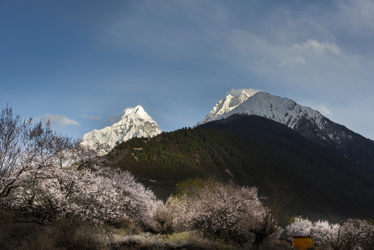 林芝桃花