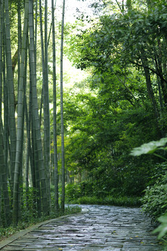 竹林