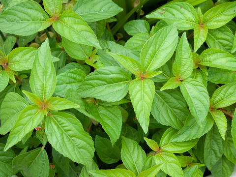 大戟科植物铁苋菜