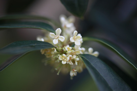 桂花