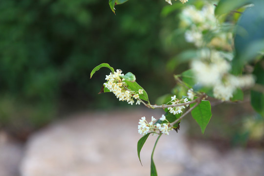 桂花