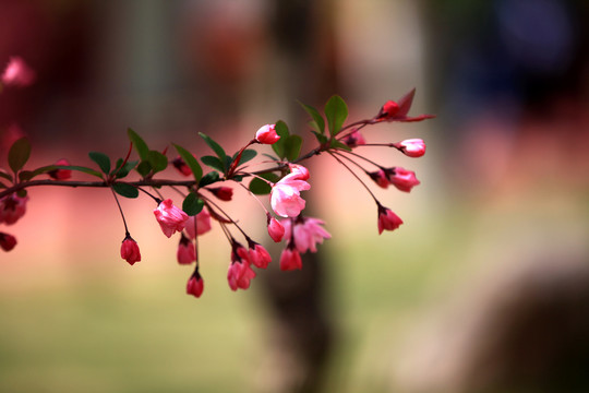 海棠花