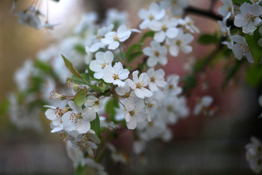 海棠花