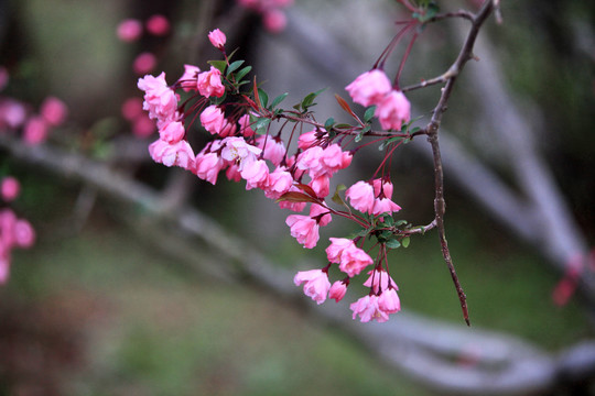 海棠花