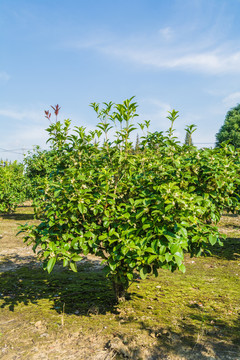 桂花树苗