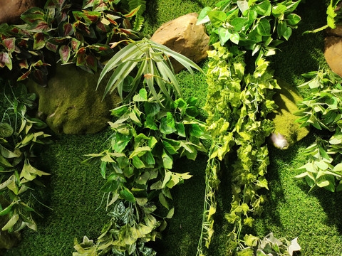 植物背景墙