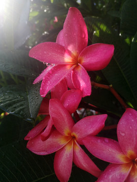 鸡蛋花雨滴