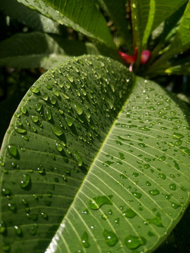 绿叶雨滴