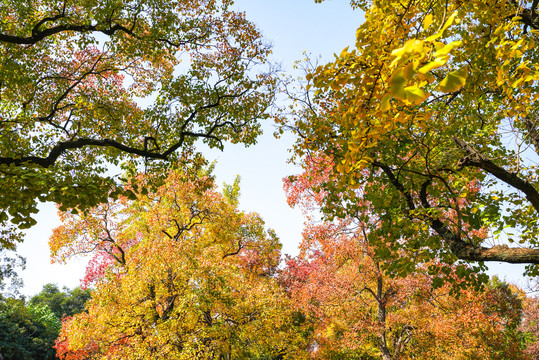 秋天色彩斑斓的树叶