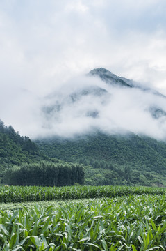 大雾高山玉米地