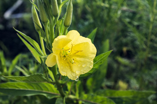 月见草山芝麻