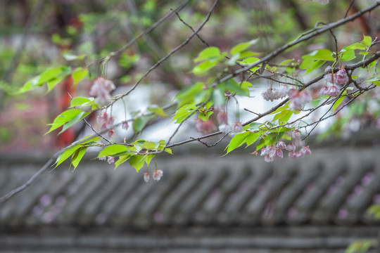 西安青龙寺