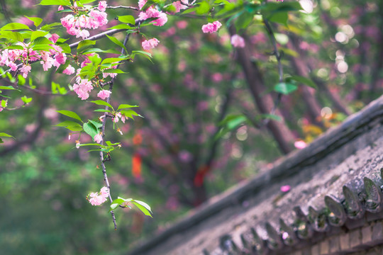 西安青龙寺