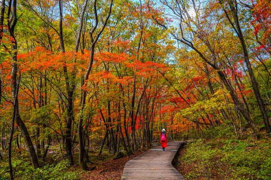红衣旅游者走在红叶林中