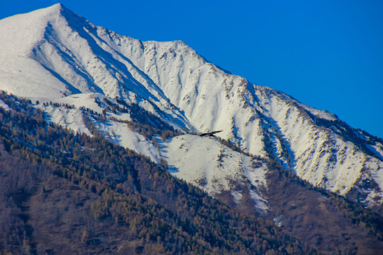 雪山雄鹰