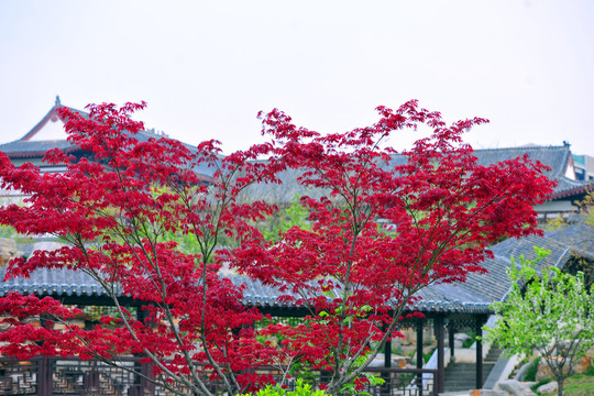 中式园林红枫树
