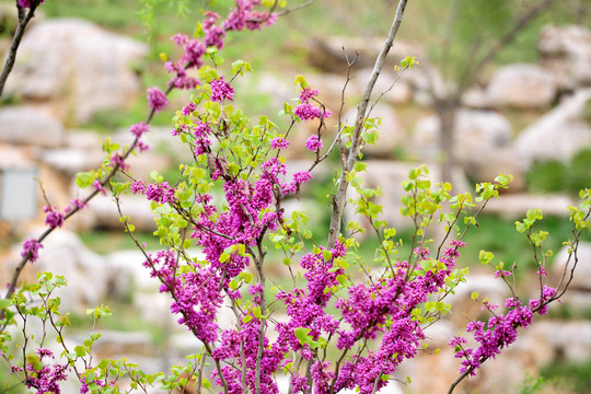 紫荆树春天开花
