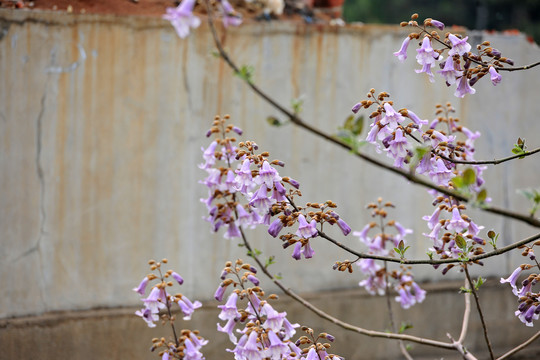 梧桐树开花