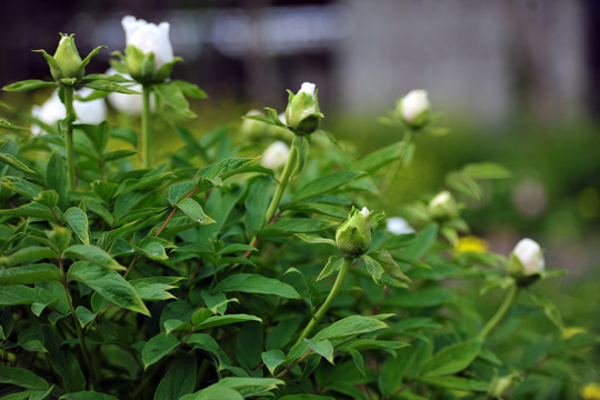 白牡丹花