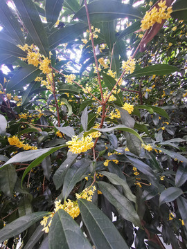 桂花树