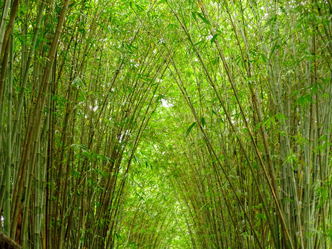 竹子林景观