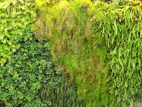绿化围墙