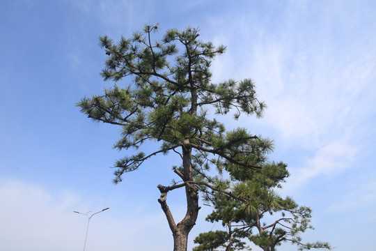 造型黑松