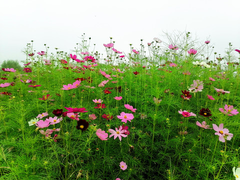 格桑花丛