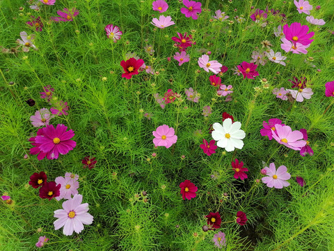 格桑花