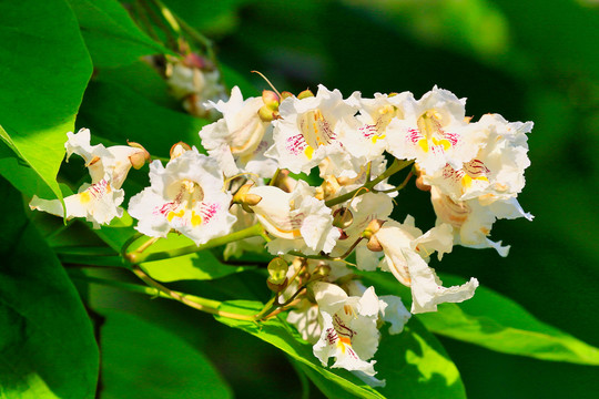 黄金树花