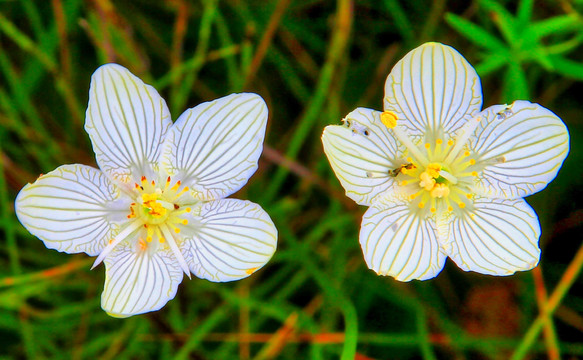 梅花草与鲜花