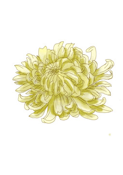 手繪菊花